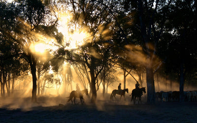 Temp3late Ranch Hand Needed at Alabama Horse Ranch