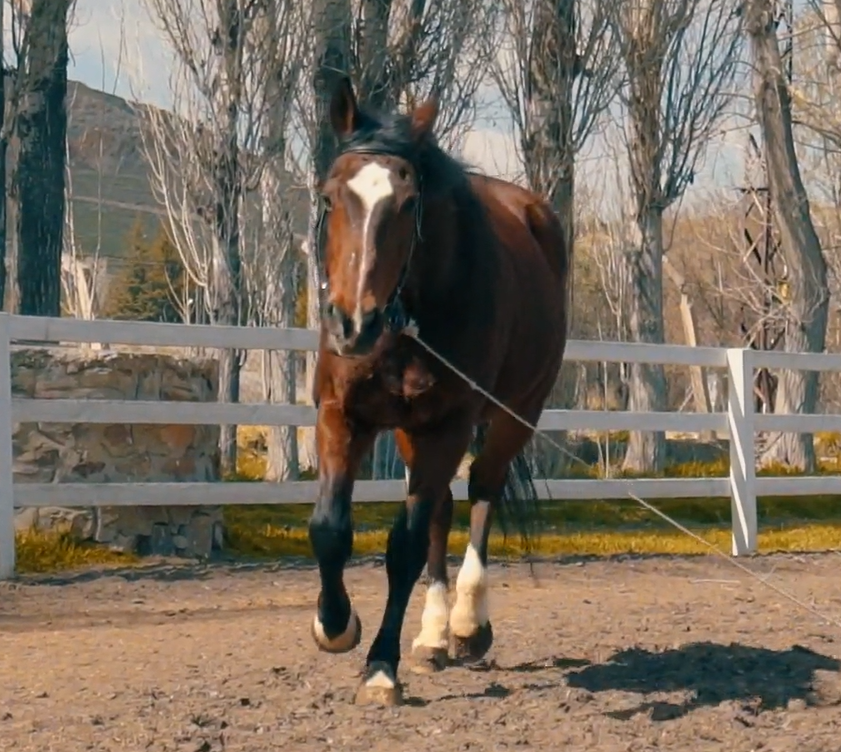 Temp3late Ranch Hand Needed at Alabama  Ranch